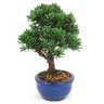 bonsai_shimpaku_2_anos_21_cm_14677_4_e8843838f9b358e64728ac64a07d087b