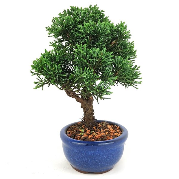 bonsai_shimpaku_2_anos_21_cm_14677_4_e8843838f9b358e64728ac64a07d087b