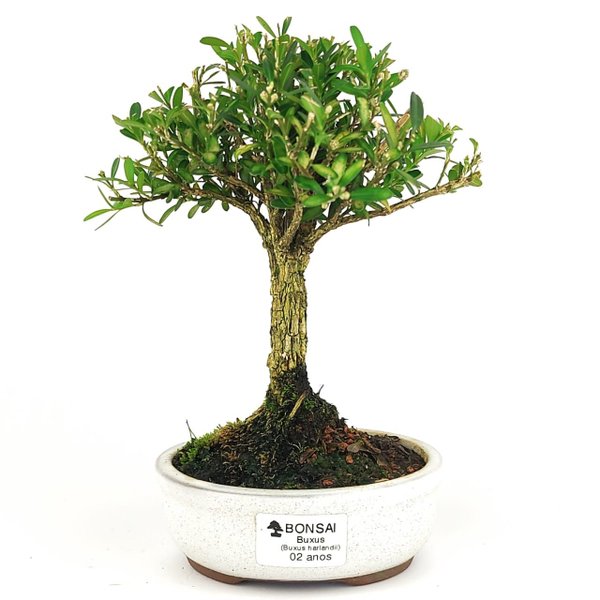 bonsai_buxus_harlandii_2_anos_20_cm_14683_1_6dc3445e2df973b058f77ba0cb25ef83