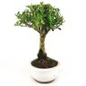 bonsai_buxus_harlandii_2_anos_20_cm_14683_2_e381d423d6550aa4bc10e66a6befd435