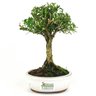 bonsai_buxus_harlandii_2_anos_20_cm_14683_3_118a22e557f52496264fb29b05d4147b