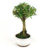 bonsai_buxus_harlandii_2_anos_20_cm_14683_4_3b0a8e119e702f27fb26e575299536f1