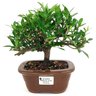 bonsai_mini_jasmim_3_anos_21_cm_14685_1_146f5f4c7a280b76c3ddcbb4c00d74fe