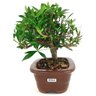 bonsai_mini_jasmim_3_anos_21_cm_14685_2_1d9ff4262daf344e3d6bd0c567e65e88
