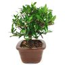 bonsai_mini_jasmim_3_anos_21_cm_14685_3_cea791ac7f03d0f58c884f87fb736021