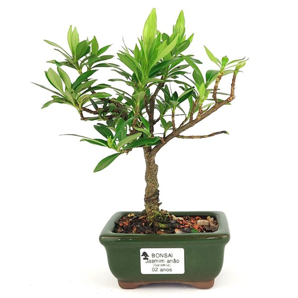 bonsai_mini_jasmim_2_anos_21_cm_14687_1_ddafc71cddf0b970cd6807e4f8f30e4f