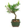 bonsai_mini_jasmim_2_anos_21_cm_14687_2_17891037dae2544934ea00fee051883b