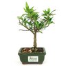 bonsai_mini_jasmim_2_anos_21_cm_14687_3_b58696a70b77356b9e8b3565be610744
