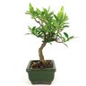 bonsai_mini_jasmim_2_anos_21_cm_14687_4_9d3d6eb6ffd75152f49a9ece6a020a07