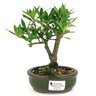 bonsai_mini_jasmim_2_anos_21_cm_14689_1_df68fb50e92e28a6f97acd29a2854049