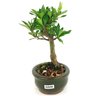 bonsai_mini_jasmim_2_anos_21_cm_14689_2_381fcb9e6b3e9c79544c4451cc1986ba