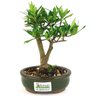 bonsai_mini_jasmim_2_anos_21_cm_14689_3_7719160291a1d0d23adfdfdc4d829bd2