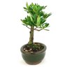 bonsai_mini_jasmim_2_anos_21_cm_14689_4_2056a6f9fc9c00692a2fbb8b68546bf7