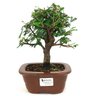 bonsai_caliandra_rosa_3_anos_23_cm_14693_1_fc2e1ae9e77391f81df0315fda1c7683
