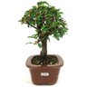 bonsai_caliandra_rosa_3_anos_23_cm_14693_2_a6f0abc6d5d4821da0295588c39da377