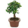bonsai_caliandra_rosa_3_anos_23_cm_14693_4_fdfd3e433875aee54fe937e9de3c35f7