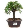 bonsai_caliandra_rosa_3_anos_23_cm_14695_1_7543aea957f56e6cae243991389cec99