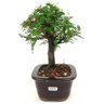 bonsai_caliandra_rosa_3_anos_23_cm_14695_2_f22dfba09c687888cc7015cbb060e935