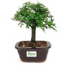 bonsai_caliandra_rosa_3_anos_23_cm_14695_3_c5ead17193a12b236d7c79e7470dac79