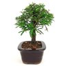 bonsai_caliandra_rosa_3_anos_23_cm_14695_4_2f83576bd9b3088d2fe21d0712417b18