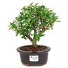 bonsai_mini_goiaba_3_anos_23_cm_14701_1_9ccd62343e759774b79e14db4ea5ac15