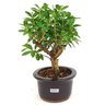 bonsai_mini_goiaba_3_anos_23_cm_14701_2_a193d632cf2bf4ec9b614dffef89cf4e