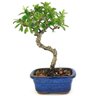 bonsai_piracanta_vermelha_2_anos_22_cm_14703_1_f7a266413c8d9416779df0f0c043d2e2