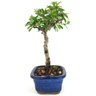 bonsai_piracanta_vermelha_2_anos_22_cm_14703_2_cd3a6f0092b27f3e8eb8f3d37329b405