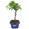 bonsai_piracanta_vermelha_2_anos_22_cm_14703_3_409e9357fefe480bb7aaa86d67b8b3fd