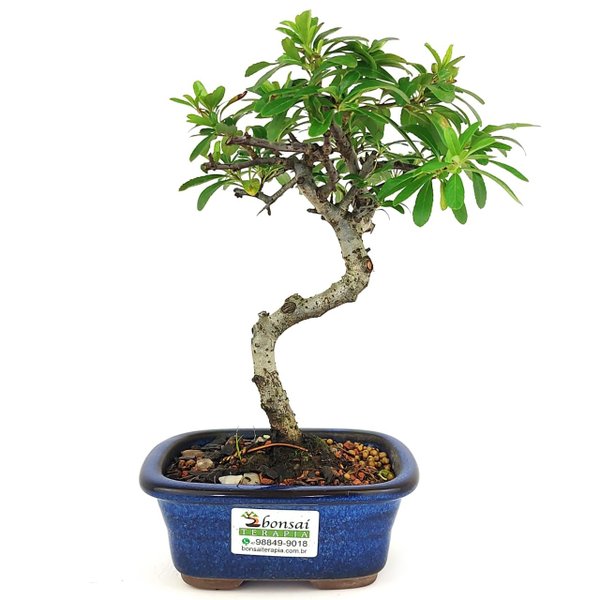 bonsai_piracanta_vermelha_2_anos_22_cm_14703_4_a6976daf998a39012881376563afc471