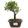 bonsai_piracanta_vermelha_3_anos_24_cm_14705_3_fd6f7771f0772d6d036a56358179f9e9