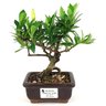 bonsai_mini_jasmim_2_anos_19_cm_14707_1_7af7e748d305dd61d3585eec96e5a865