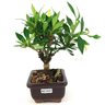 bonsai_mini_jasmim_2_anos_19_cm_14707_2_a0097f19a2779595f052d674c965f8c4