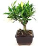 bonsai_mini_jasmim_2_anos_19_cm_14707_4_d25e1ec811e739c3aede74f05402b5b5