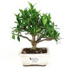 bonsai_mini_jasmim_2_anos_19_cm_14709_1_7481eb9698271fe6552ddba3f7475eaa