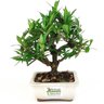 bonsai_mini_jasmim_2_anos_19_cm_14709_3_e8b128c8cd660f6512a9e5364d39f469