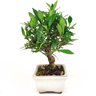 bonsai_mini_jasmim_2_anos_19_cm_14709_4_6660232b661e20e9f9c15fba98010d24
