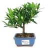 bonsai_mini_jasmim_2_anos_18_cm_14713_1_67d9bd89868dd1e284711c7602a92a9c