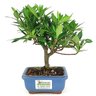 bonsai_mini_jasmim_2_anos_18_cm_14713_3_b8805bcfe92e56009abecdc05eda66c2