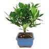 bonsai_mini_jasmim_2_anos_18_cm_14713_4_2907ebc810929e5fefdda49107ade589