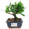 bonsai_mini_jasmim_2_anos_15_cm_14715_1_9fd240a85910fa670e35dac1b89d66c7