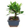 bonsai_mini_jasmim_2_anos_15_cm_14715_2_0fa6042d7abb72ba963090d3afc5ec12