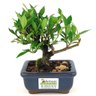 bonsai_mini_jasmim_2_anos_15_cm_14715_3_2e0d4ad4fcbd9334a5588e97b9e424db