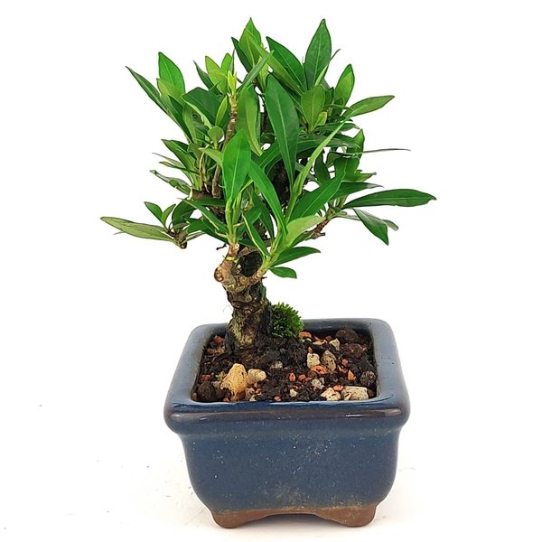 bonsai_mini_jasmim_2_anos_15_cm_14715_4_5bb2b301bb0d314e93813ef4b67ca0a7