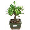 bonsai_mini_jasmim_2_anos_17_cm_14717_2_3588c4bcb5c1a3eb68c622f943db0417