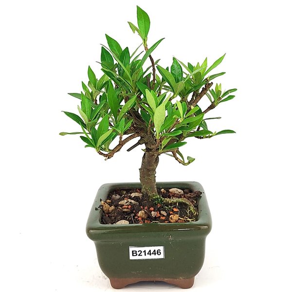 bonsai_mini_jasmim_2_anos_17_cm_14717_2_3588c4bcb5c1a3eb68c622f943db0417