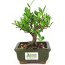 bonsai_mini_jasmim_2_anos_17_cm_14717_3_015ee8cc13d6005ad78d4d211f6837ef