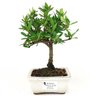bonsai_mini_jasmim_2_anos_21_cm_14719_1_e5509c432c75bf112096897a9ff3069c