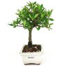 bonsai_mini_jasmim_2_anos_21_cm_14719_2_b0f10b0c3f2a82a251a36c794a3f30af