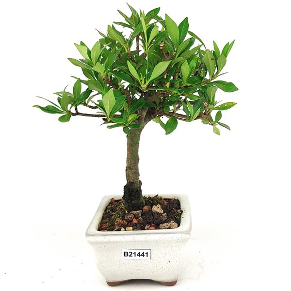 bonsai_mini_jasmim_2_anos_21_cm_14719_2_b0f10b0c3f2a82a251a36c794a3f30af